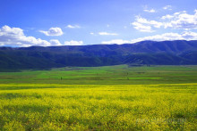 巴里坤草原 巴里坤草原