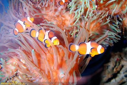 海葵和小丑鱼 海葵和小丑鱼