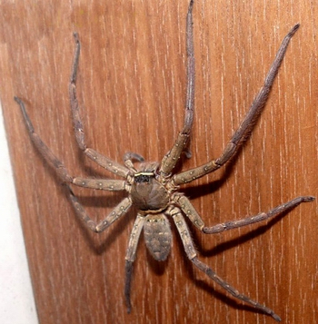 高脚蜘蛛 高脚蜘蛛