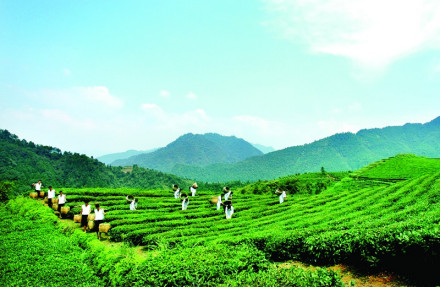 唐溪茶园
唐溪茶园