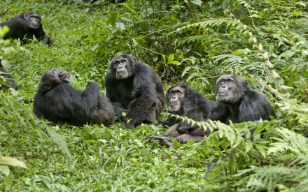 黑猩猩分布图 黑猩猩分布图