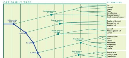 DNA绘制的猫科动物进化论图 DNA绘制的猫科动物进化论图