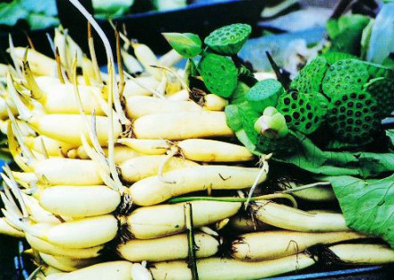 汶上白莲藕 汶上白莲藕