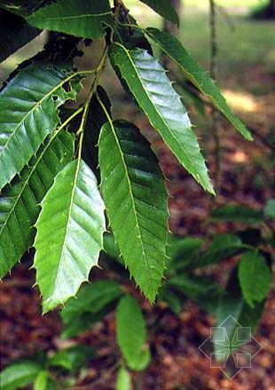 1850种:栓皮栎属:栎属科:壳斗科目:壳斗目纲:木兰纲门:被子植物门界