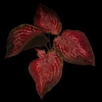 《艾尔登法环》亚缇莉亚叶图鉴及获取方法介绍