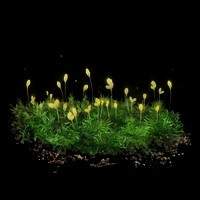 《艾尔登法环》洞窟苔藓的花苞获取方法分享