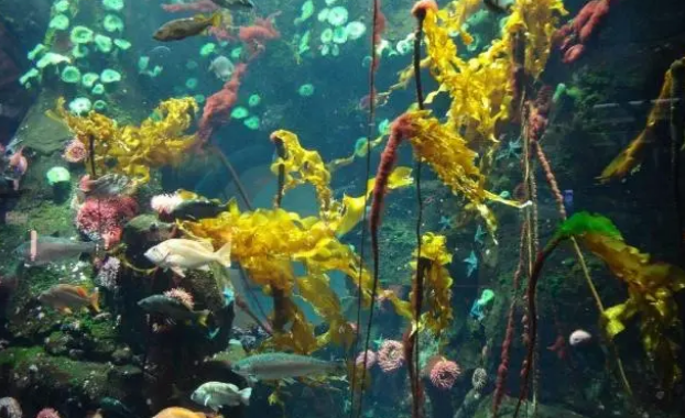 想要把观赏鱼饲养好，给鱼缸增氧很重要，这几个方法需要了解一下