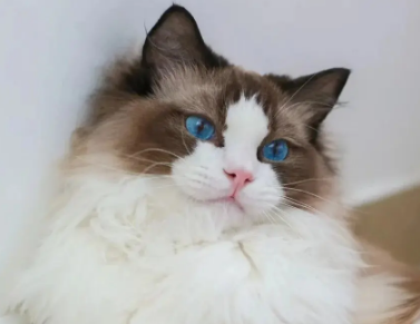 小奶猫一直叫是什么原因？看过来。