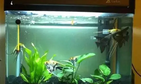 鱼缸水质怎么判断好坏？鱼缸水质变差怎么处理？