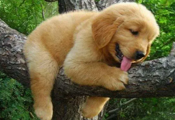 狗狗也有专用沐浴露，请停止人用沐浴露洗