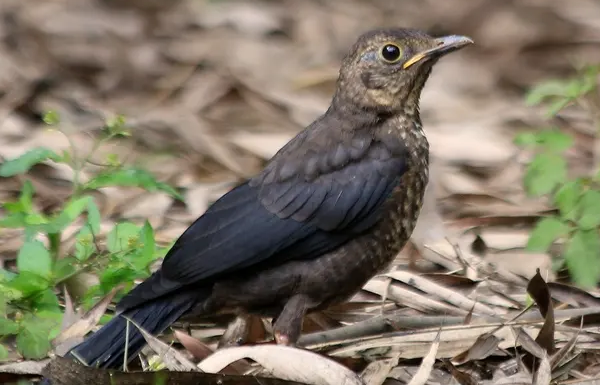 乌鸫多大才会飞?来了解一下吧 乌鸫多大才会飞?来了解一下吧