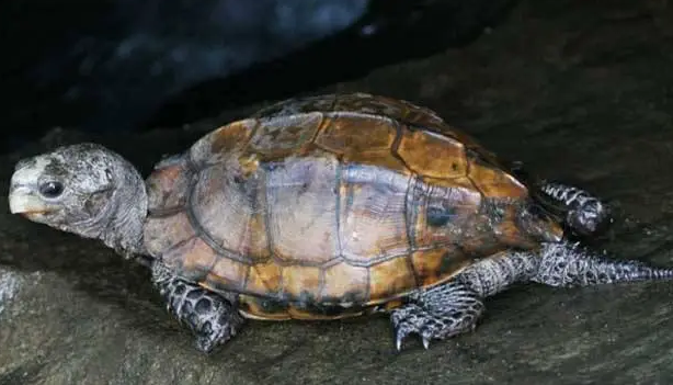 鹰咀龟的饲养要点是什么？这里告诉你