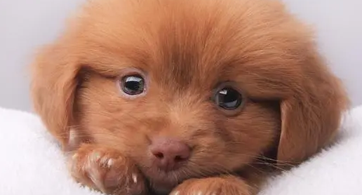 应该怎样吃零食?关于狗狗零食那些事 应该怎样吃零食?关于狗狗零食那些事