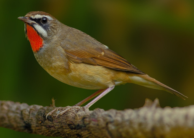 红靛颏鸟吃什么食物好？ 看看就晓得了