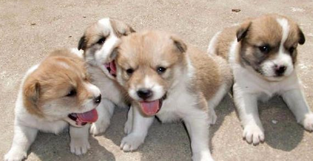 为什么城市里很少有人养土狗？原因是这样...