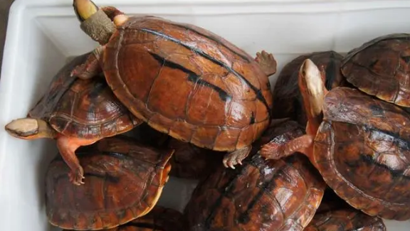 石金钱龟为什么突然不吃东西？龟友有必要了解一下！