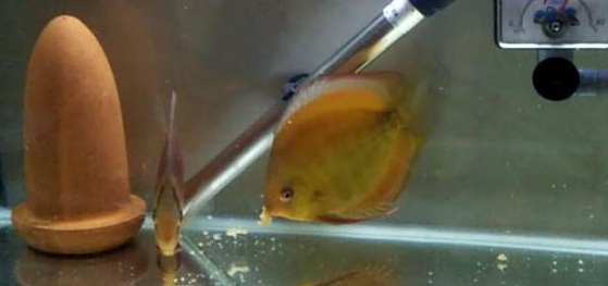 鱼缸的水质就是一个透字，这个鱼缸如果三天不换水就有可能闷缸