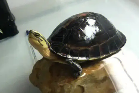 话说，安布闭壳龟可以和什么龟一起养?