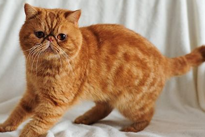 加菲猫生气怎么哄?一文教会你! 加菲猫生气怎么哄?一文教会你!