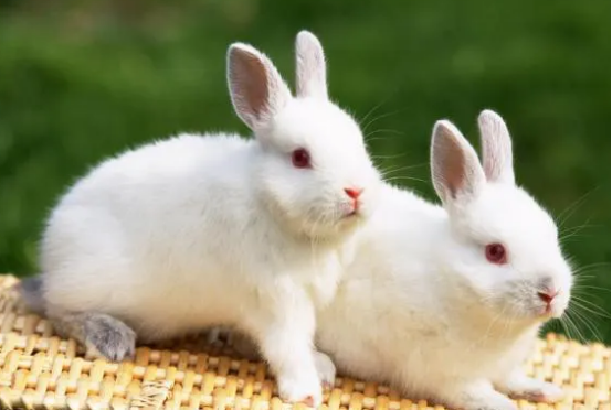 好奇獭兔的价格，想养的宠主可以了解一下