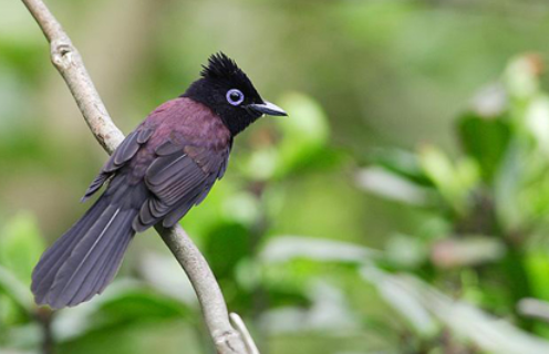 爱鸟人士，快来看看紫寿带鸟多少钱一只吧！