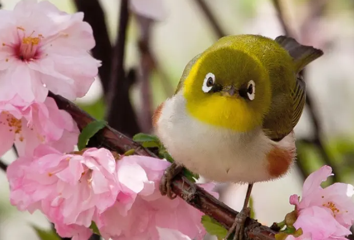 桃花绣眼鸟的饲养方法，快来学学~
