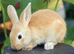 虎皮黄兔怎么养,快来看看吧 虎皮黄兔怎么养,快来看看吧