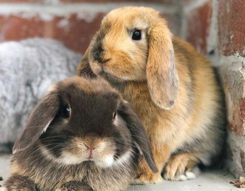 宾尼垂耳兔好养吗?说了你就知道了~ 宾尼垂耳兔好养吗?说了你就知道了~