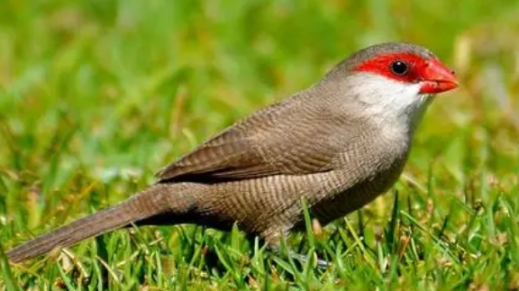 梅花雀多少钱一只?想养的人看过来 梅花雀多少钱一只?想养的人看过来