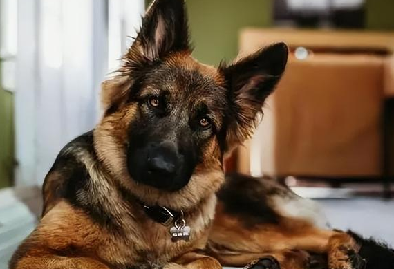 德牧犬的优点和缺点，新手必看