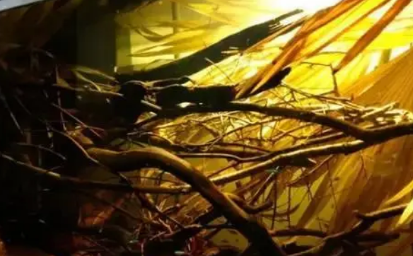 辟谣：关于硝化细菌的误区，鱼缸硝化菌的3个坑你踩过吗？