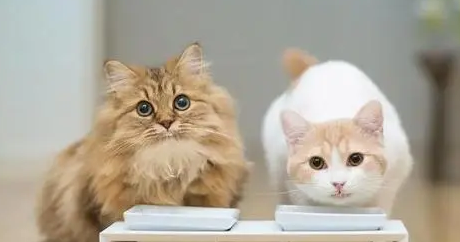 三个月小猫吃什么增肥？学起来