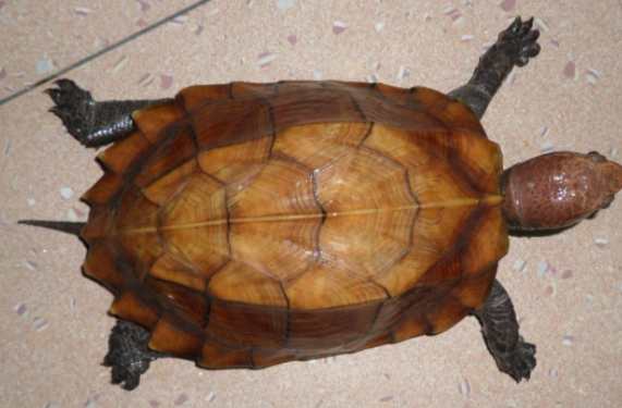 锯缘龟容易得什么病？该如何饲养得好