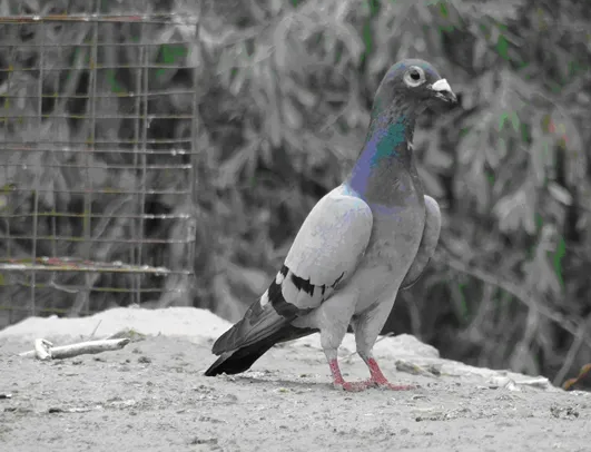 双鸽比翼飞，安能辨我是雌雄。教你辨别叶尔羌鸽的性别