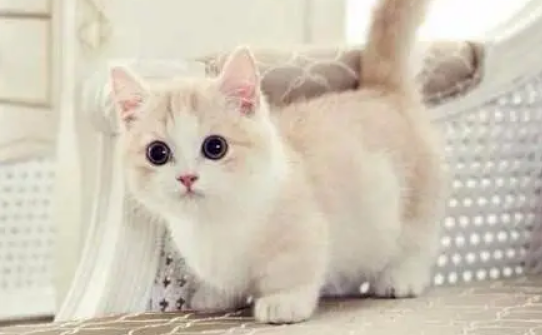 猫咪睡觉为什么卷成团？一般有这两种原因哦