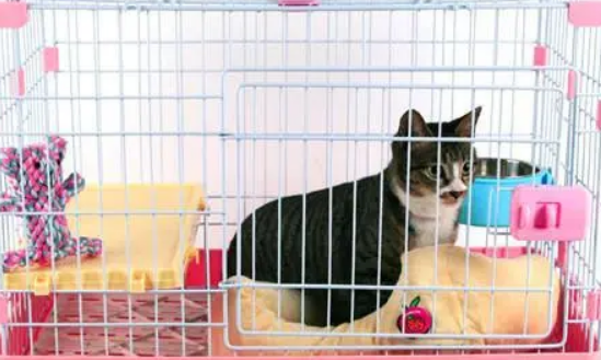 「奇妙の猫咪物语」小猫耳螨要连续用药多久，猫耳螨要连续用药几天