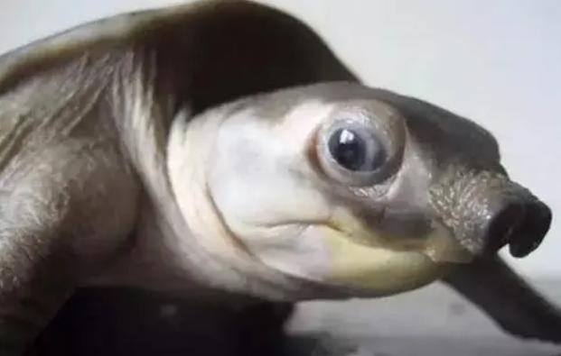 你们说,猪鼻龟的眼睛灰蒙蒙的怎么回事? 你们说,猪鼻龟的眼睛灰蒙蒙的怎么回事?