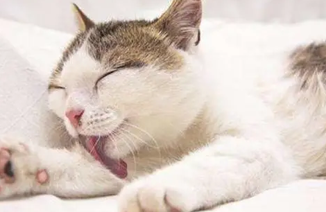 猫草吃新鲜的还是干的？来get一下吧