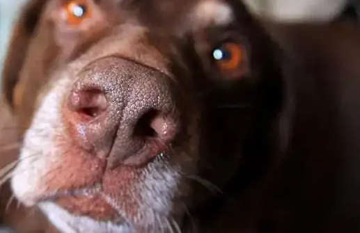 知道狗狗鼻子和嘴巴中间的缝是什么吗？这里有答案