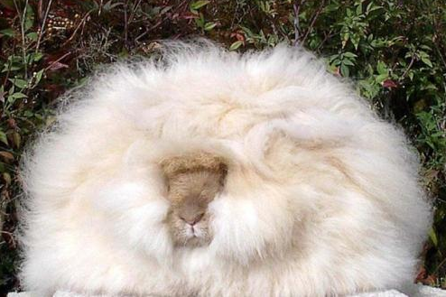 安哥拉兔有哪些品种？你认识多少