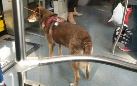 狗狗可不可以上公交车？主人来看看吧