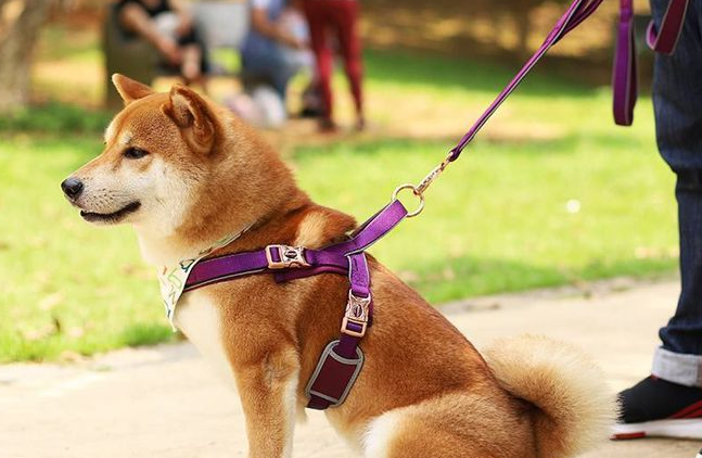 如何让狗狗心甘情愿佩戴牵引绳？来看看！