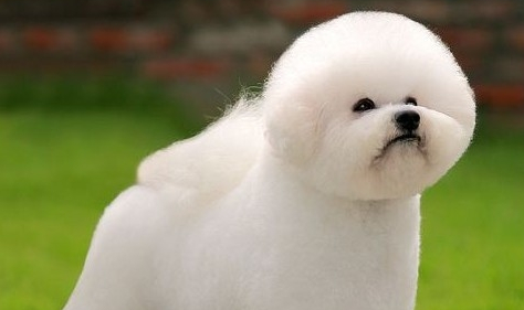 比熊犬智商高的表现，主人知道吗？