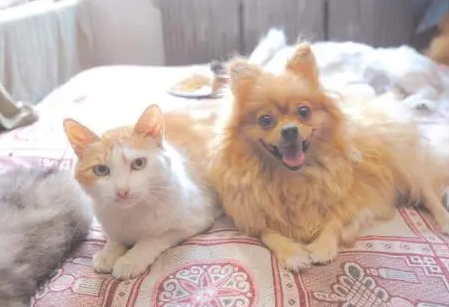 猫条是什么东西? 猫条是什么东西?