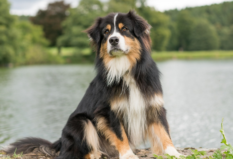 狗能不能去畜牧站看病？这里或许可以给你答案