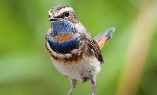 蓝靛颏和红靛颏哪个好？区别很明显