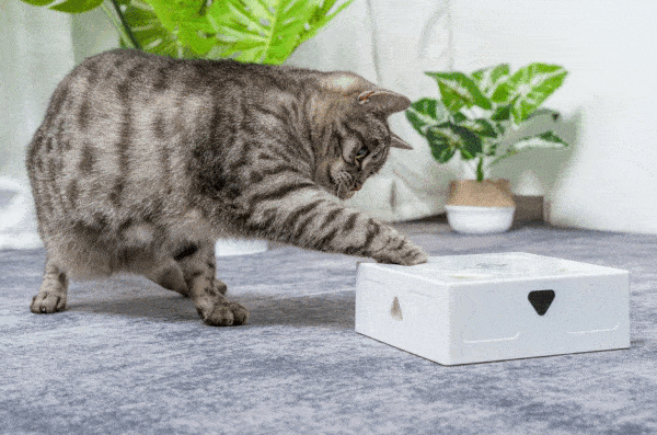 爱宠游 x FOFOS 吸猫屋 | 没什么是撸猫解决不了的！