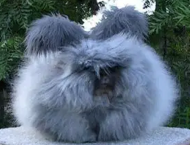 日系安格拉兔怎么养？照我说的做准没错！