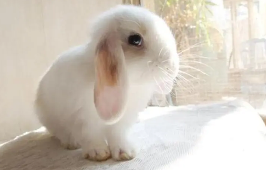 垂耳兔毛长了怎么办？记住这几点准没错！