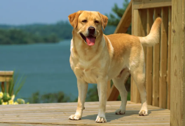 拉布拉多适合楼房养吗？一起来看看吧！